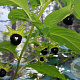 Atropa belladonna GM zaad KG