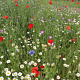 bloemengazonmengsel BM-10 GM zaad vanaf 10KG