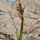 Carex arenaria GM zaad KG