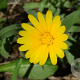 Calendula arvensis GM zaad 100 gram