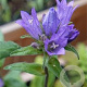 Campanula glomerata GM zaad KG