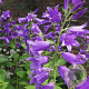 Campanula latifolia GM zaad 100 gram