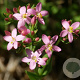 Centaurium erythraea GM zaad KG