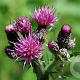 Cirsium palustre GM zaad 100 gram