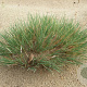 Corynephorus canescens GM zaad KG