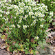 Cochlearia officinalis GM zaad 100 gram