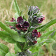 Cynoglossum officinale GM zaad 100 gram