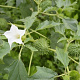 Datura stramonium GM zaad KG