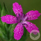 Dianthus armeria GM zaad KG