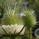Dipsacus laciniatus GM zaad KG
