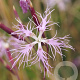 Dianthus superbus GM zaad 100 gram