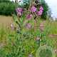 Epilobium hirsutum GM zaad 100 gram