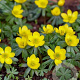 Eranthis hyemalis GM zaad 100 gram