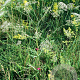 Falcaria vulgaris GM zaad 100 gram