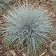 Festuca ovina GM zaad KG