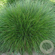 Festuca rubra commutata GM zaad 100 gram