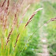 Festuca rubra GM zaad KG