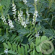 Galega officinalis GM zaad KG