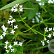 Galium palustre GM zaad 100 gram