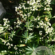 Galium sylvaticum GM zaad 100 gram