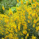 Genista tinctoria GM zaad 100 gram