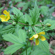 Geum urbanum GM zaad KG