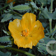Glaucium flavum GM zaad 100 gram