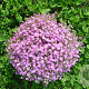 Gypsophila muralis GM zaad KG