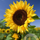 Helianthus annuus GM zaad 100 gram