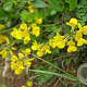 Hippocrepis comosa GM zaad 100 gram