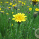 Hypochaeris radicata GM zaad 100 gram