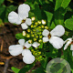 Iberis amara GM zaad KG