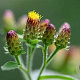 Inula conyzae GM zaad 100 gram