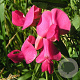Lathyrus tuberosus GM zaad KG