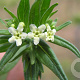 Lithospermum officinale GM zaad KG
