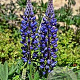 Lupinus perennis GM zaad KG
