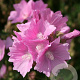 Malva alcea GM zaad KG