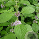 Mentha arvensis GM zaad 100 gram