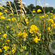 Medicago falcata GM zaad KG