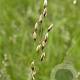 Melica uniflora GM zaad 100 gram