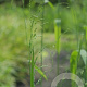 Milium effusum GM zaad 100 gram