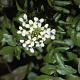 Nasturtium officinale GM zaad 100 gram