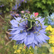 Nigella sativa GM zaad KG