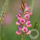 Onobrychis viciifolia GM zaad 100 gram