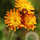 Pilosella aurantiaca GM zaad 100 gram
