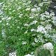 Pimpinella major GM zaad 100 gram