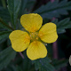 Potentilla erecta GM zaad 100 gram