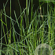 Poa nemoralis GM zaad KG