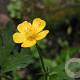 Ranunculus repens GM zaad KG