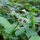 Sanicula europaea GM zaad 100 gram